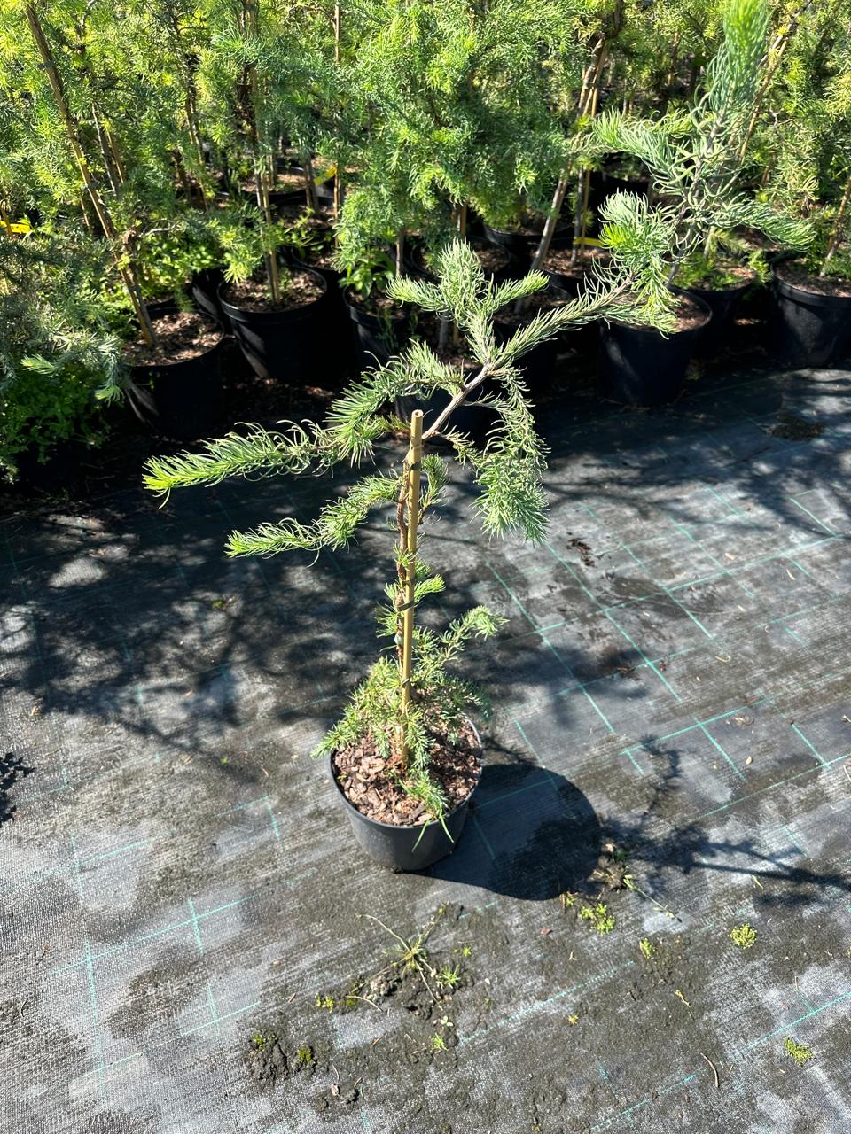 Лиственница кемпфера Диана